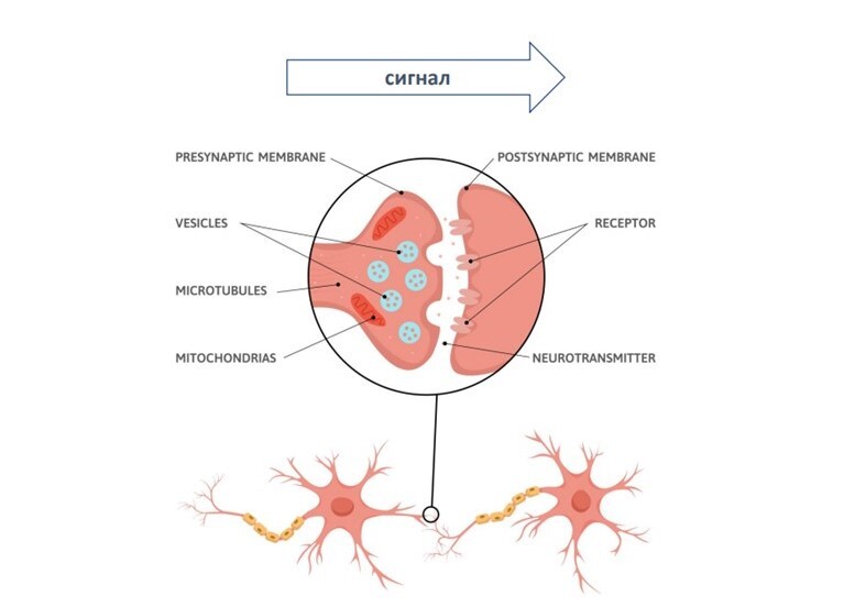 Как лондонские таксисты помогли раскрыть секреты работы мозга — Мария Володина 1 Как лондонские таксисты помогли раскрыть секреты работы мозга — Мария Володина 1