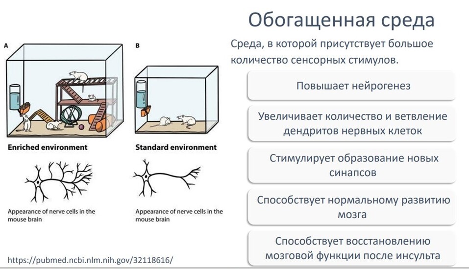 Как лондонские таксисты помогли раскрыть секреты работы мозга — Мария Володина 2 Как лондонские таксисты помогли раскрыть секреты работы мозга — Мария Володина 2