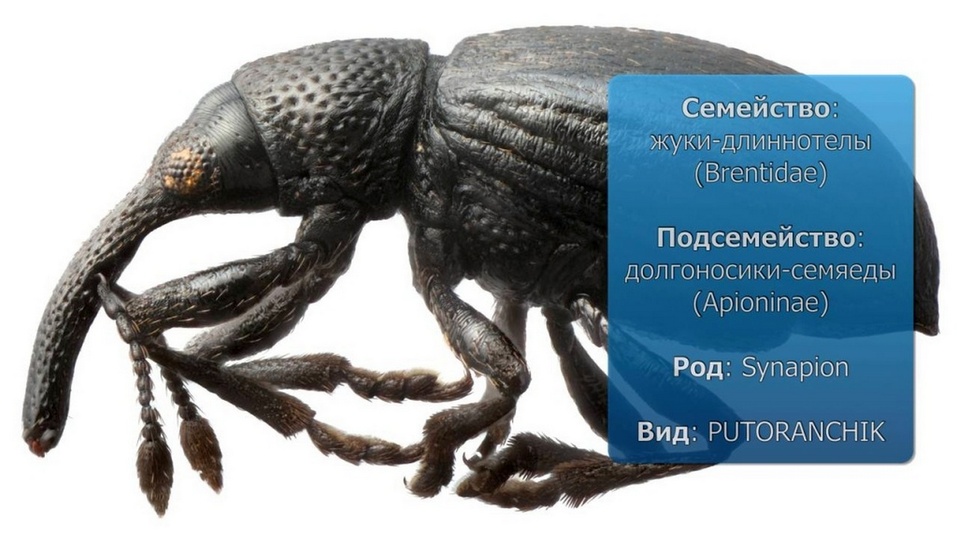 Сибирские ученые нашли на Таймыре неизвестного науке жука
1 Сибирские ученые нашли на Таймыре неизвестного науке жука
1