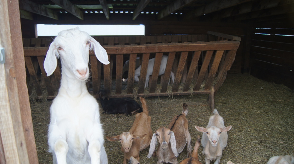 Андрей Болсуновский: Из банка к сохе — за счастьем (бизнес-стори) 2 Андрей Болсуновский: Из банка к сохе — за счастьем (бизнес-стори) 2