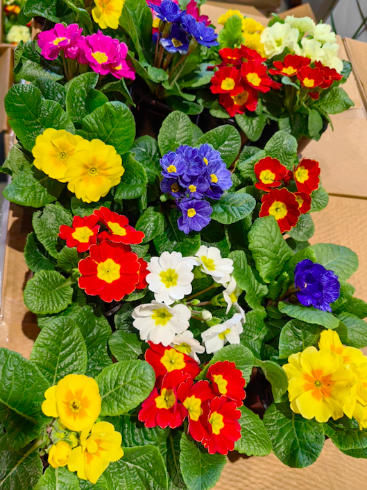 Более 1 млн цветов привезут в Красноярск к 8 марта в 2024 1 Более 1 млн цветов привезут в Красноярск к 8 марта в 2024 1