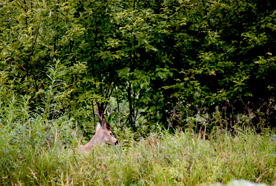 Природный парк «Оленьи ручьи» легко докажет: кто на Урале не бывал, красоты не видал 2 Природный парк «Оленьи ручьи» легко докажет: кто на Урале не бывал, красоты не видал 2