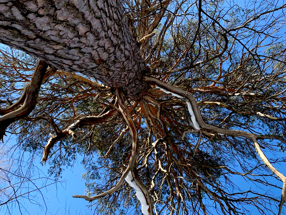 Природный парк «Оленьи ручьи» легко докажет: кто на Урале не бывал, красоты не видал 4 Природный парк «Оленьи ручьи» легко докажет: кто на Урале не бывал, красоты не видал 4