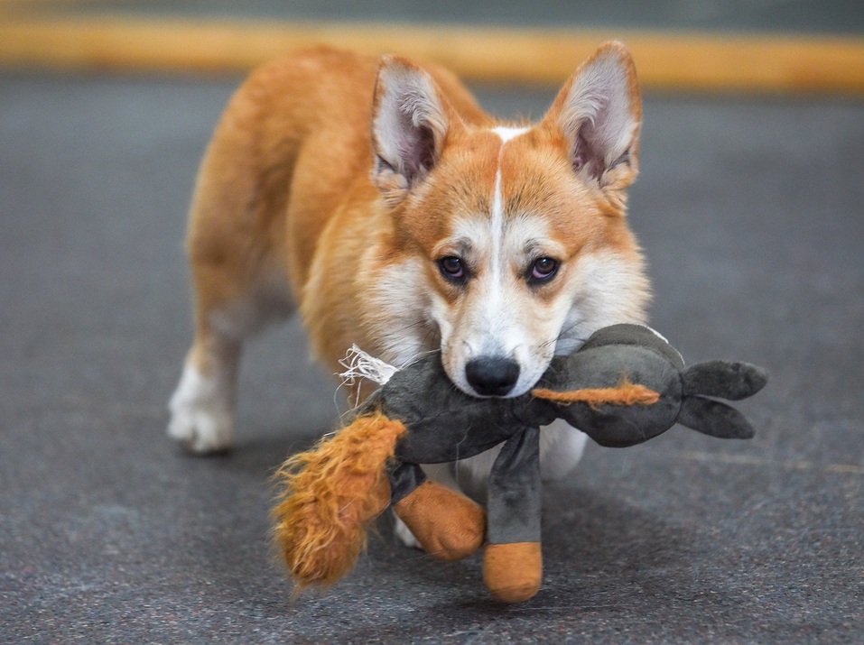 «Проблема собачников и их противников в городе — философская. Но кое-что сделать можно» 1 «Проблема собачников и их противников в городе — философская. Но кое-что сделать можно» 1
