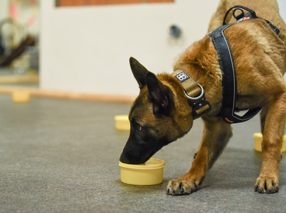 «Проблема собачников и их противников в городе — философская. Но кое-что сделать можно» 2 «Проблема собачников и их противников в городе — философская. Но кое-что сделать можно» 2