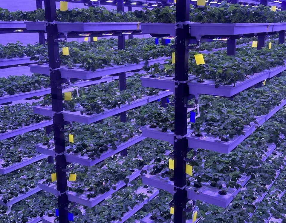 Региональные власти заманивают в Тюмень уральского производителя клубники 2 Региональные власти заманивают в Тюмень уральского производителя клубники 2