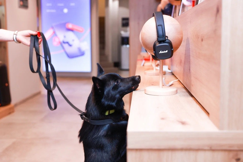 В Красноярском крае МТС открыла свои магазины для домашних животных 1 В Красноярском крае МТС открыла свои магазины для домашних животных 1