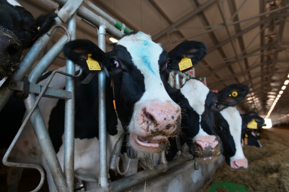 Фото: Кирилл Мартынов*, ИА «Время Н» Фото: Кирилл Мартынов*, ИА «Время Н»