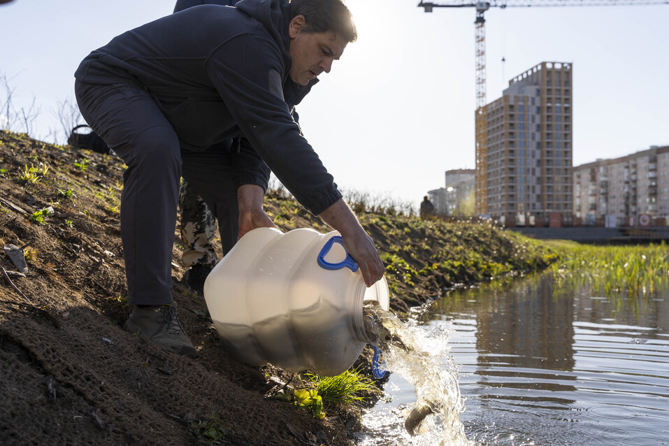 Озеро в одном из тюменских микрорайонов заселили водяными коровами 1 Озеро в одном из тюменских микрорайонов заселили водяными коровами 1