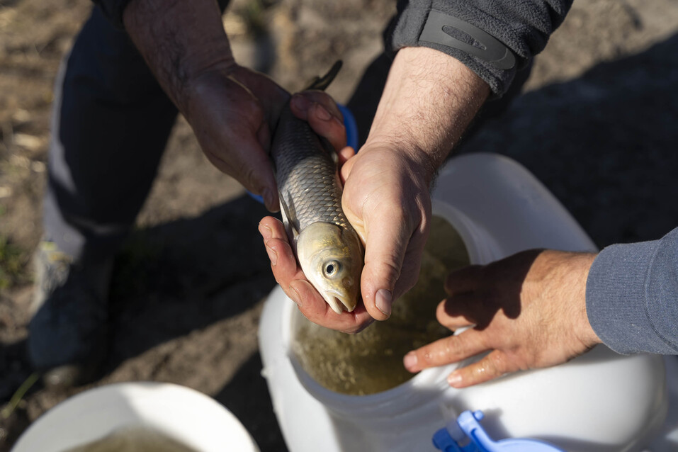 Озеро в одном из тюменских микрорайонов заселили водяными коровами 2 Озеро в одном из тюменских микрорайонов заселили водяными коровами 2