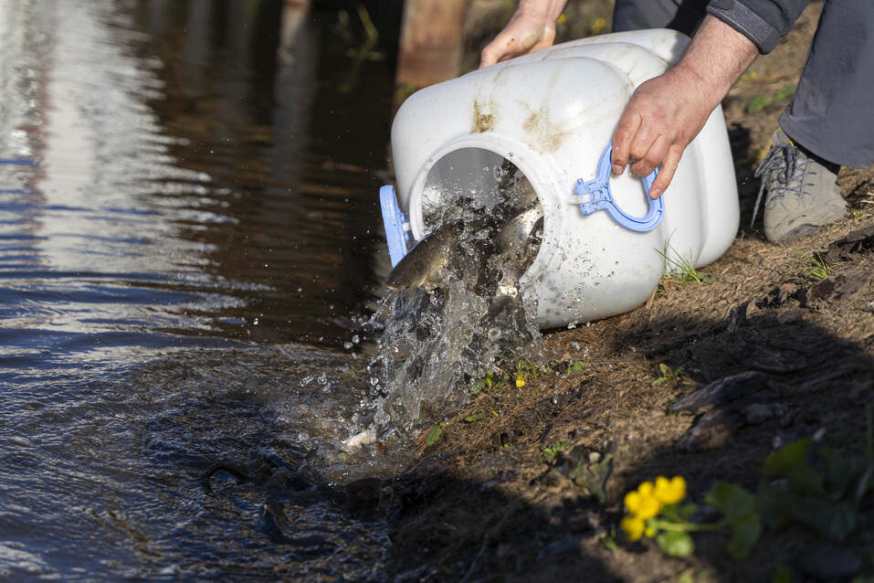Озеро в одном из тюменских микрорайонов заселили водяными коровами 3 Озеро в одном из тюменских микрорайонов заселили водяными коровами 3