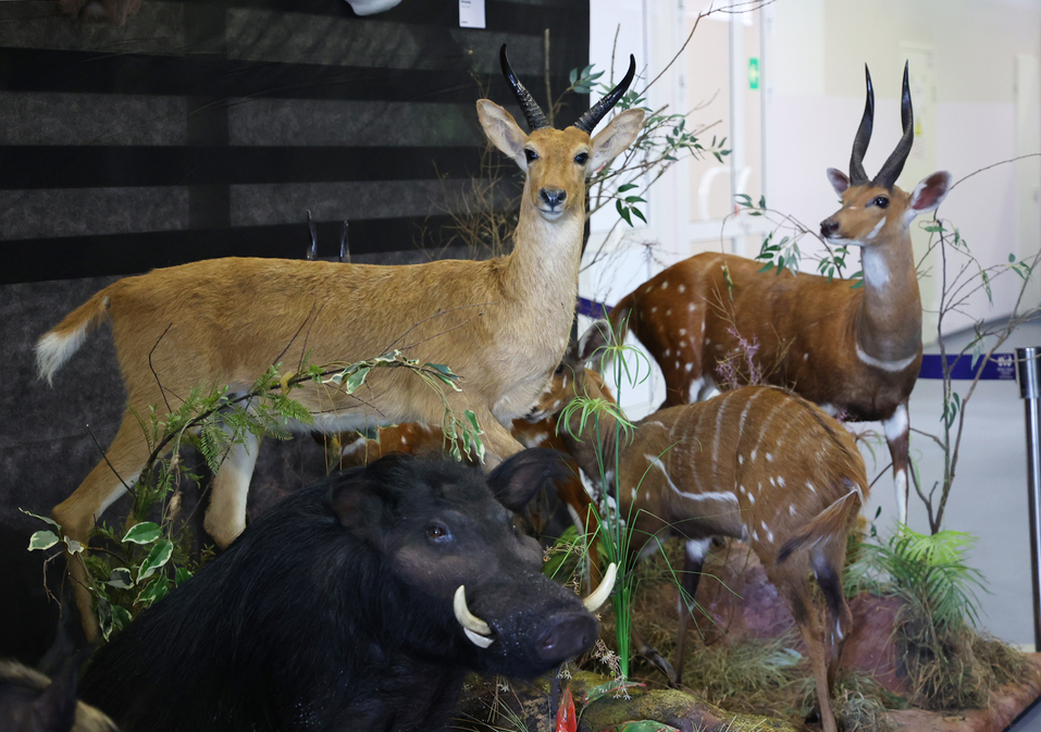 В Екатеринбурге представили уникальную экспозицию охотничьих трофеев со всего мира 2 В Екатеринбурге представили уникальную экспозицию охотничьих трофеев со всего мира 2