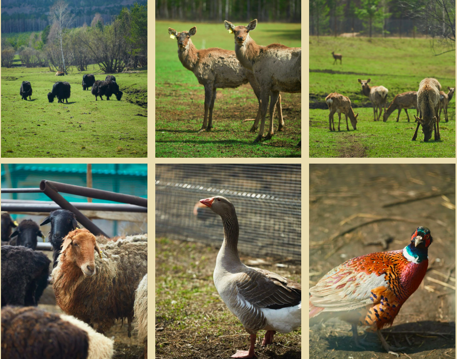 «Инвестиции без расчета на окупаемость». Как выглядят частные охотничьи угодья на Урале 3 «Инвестиции без расчета на окупаемость». Как выглядят частные охотничьи угодья на Урале 3