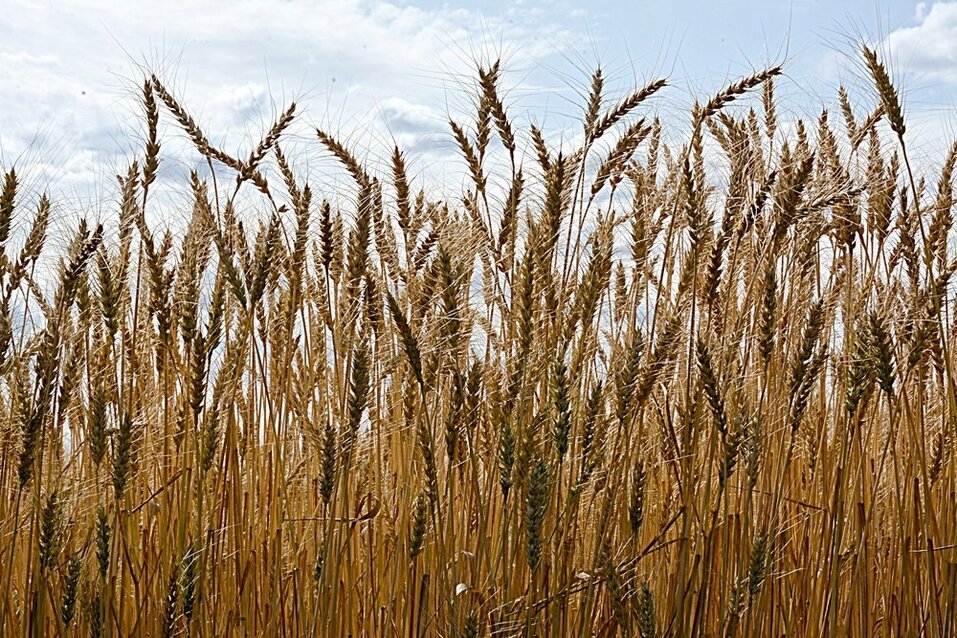 Алексей Кобылин: «Агропромышленный комплекс сегодня — наукоемкая отрасль» 1 Алексей Кобылин: «Агропромышленный комплекс сегодня — наукоемкая отрасль» 1