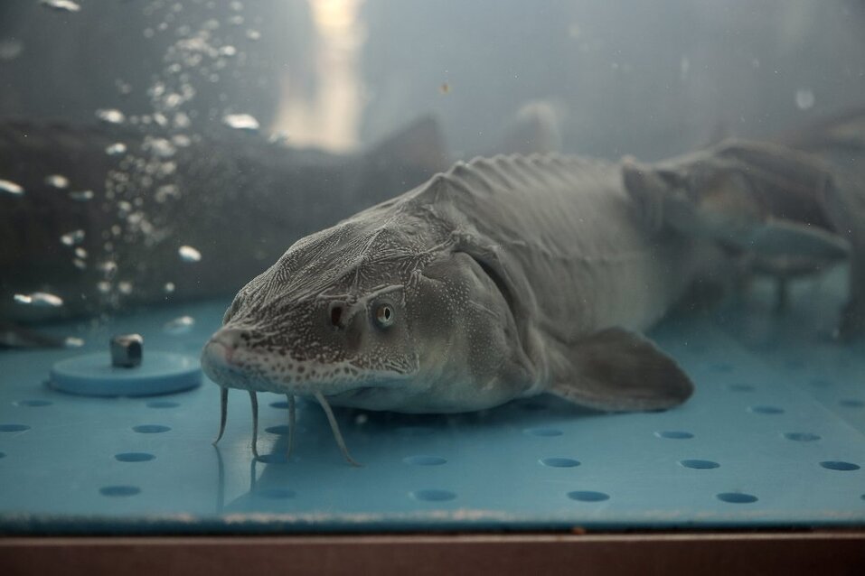 Алексей Кобылин: «Агропромышленный комплекс сегодня — наукоемкая отрасль» 4 Алексей Кобылин: «Агропромышленный комплекс сегодня — наукоемкая отрасль» 4