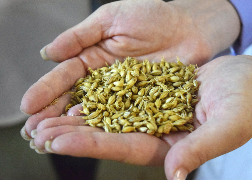 Хмель, солод, вода и совесть пивовара: как в Тагиле делают напитки, известные всей стране 4 Хмель, солод, вода и совесть пивовара: как в Тагиле делают напитки, известные всей стране 4