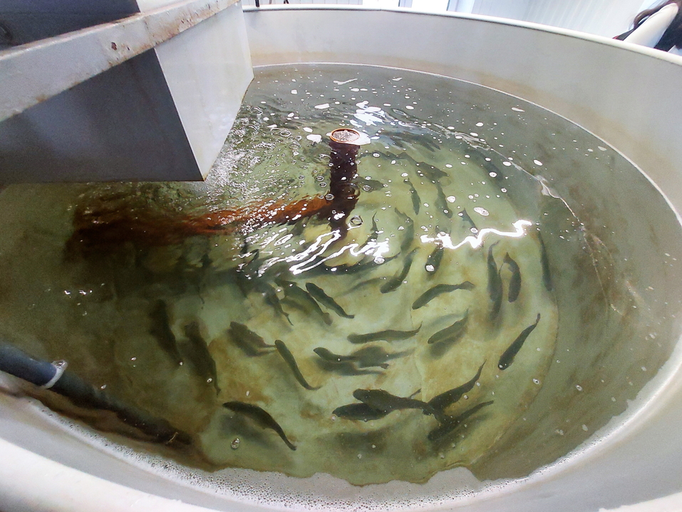 Единственный судоходный, шаманский и ремесленный. Чем удивляет туристов Каменск-Уральский? 21 Единственный судоходный, шаманский и ремесленный. Чем удивляет туристов Каменск-Уральский? 21