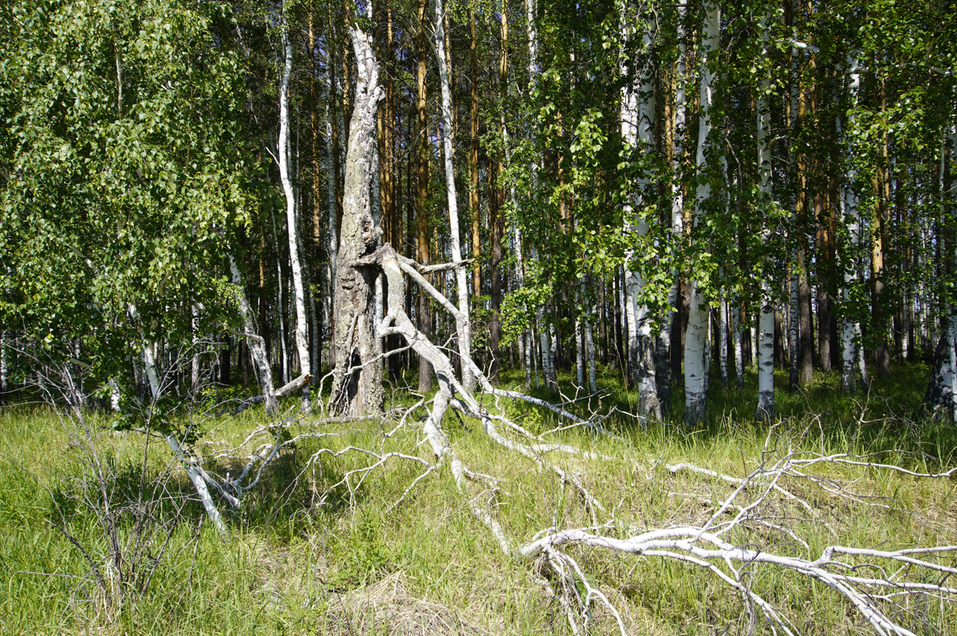 Одна нога тут, другая там: музейный комплекс в деревне Чудово на границе Урала и Сибири 5 Одна нога тут, другая там: музейный комплекс в деревне Чудово на границе Урала и Сибири 5