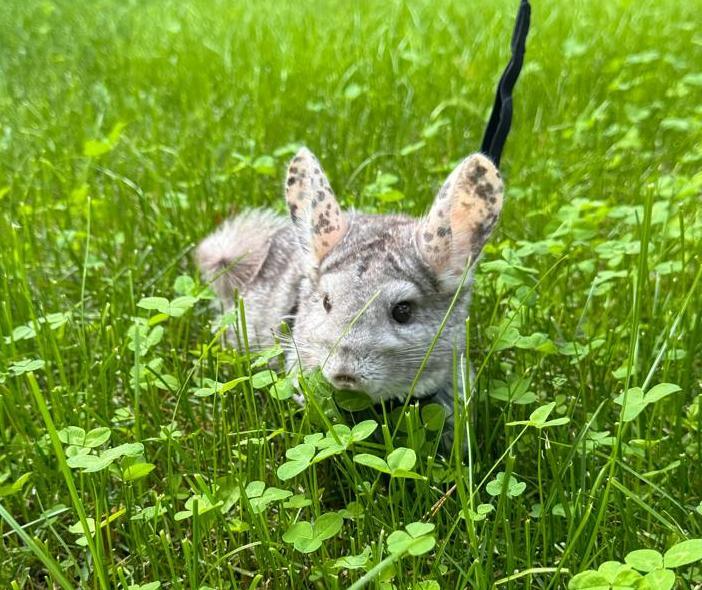«Если бы кто-то сказал, что у меня будет дома такой зоопарк, я бы не поверил» 3 «Если бы кто-то сказал, что у меня будет дома такой зоопарк, я бы не поверил» 3