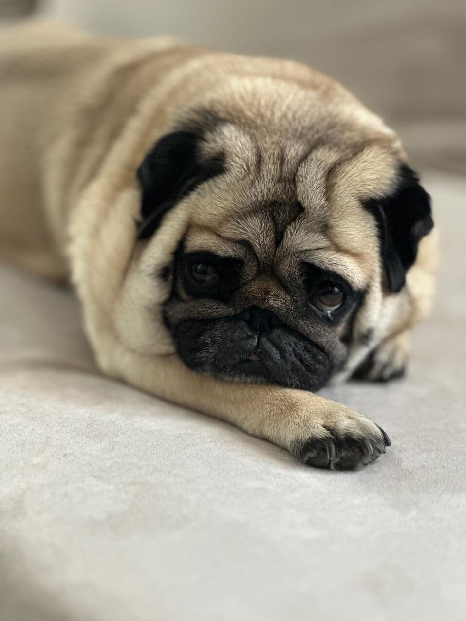 «Если бы кто-то сказал, что у меня будет дома такой зоопарк, я бы не поверил» 4 «Если бы кто-то сказал, что у меня будет дома такой зоопарк, я бы не поверил» 4