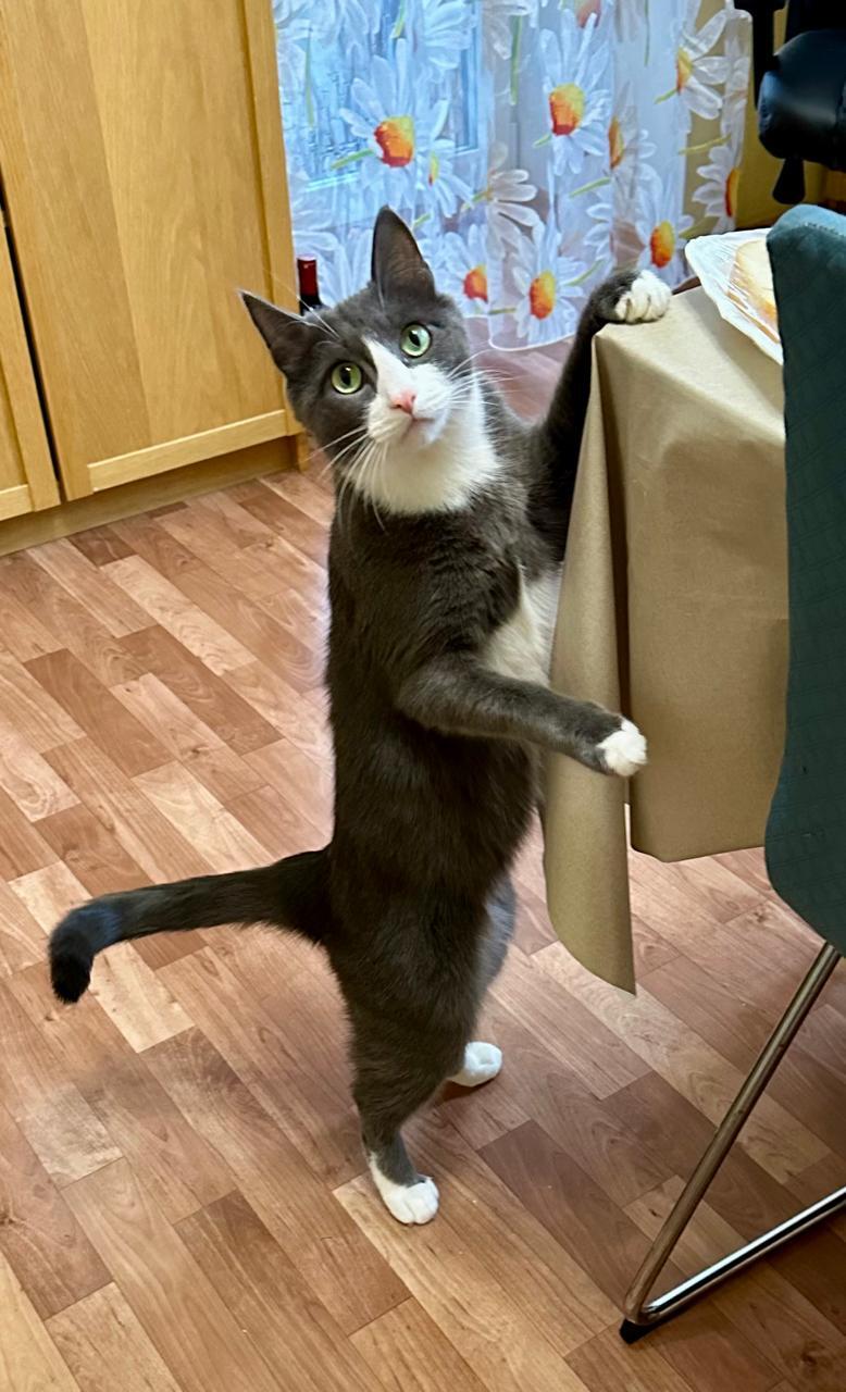 «Если бы кто-то сказал, что у меня будет дома такой зоопарк, я бы не поверил» 9 «Если бы кто-то сказал, что у меня будет дома такой зоопарк, я бы не поверил» 9