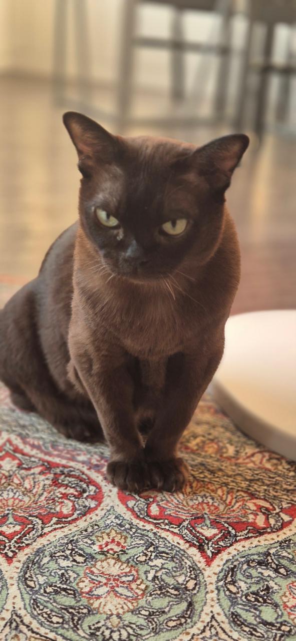 «Если бы кто-то сказал, что у меня будет дома такой зоопарк, я бы не поверил» 12 «Если бы кто-то сказал, что у меня будет дома такой зоопарк, я бы не поверил» 12