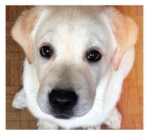 «Если бы кто-то сказал, что у меня будет дома такой зоопарк, я бы не поверил» 14 «Если бы кто-то сказал, что у меня будет дома такой зоопарк, я бы не поверил» 14