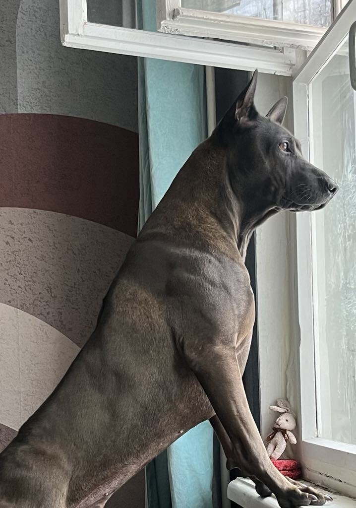 «Если бы кто-то сказал, что у меня будет дома такой зоопарк, я бы не поверил» 19 «Если бы кто-то сказал, что у меня будет дома такой зоопарк, я бы не поверил» 19