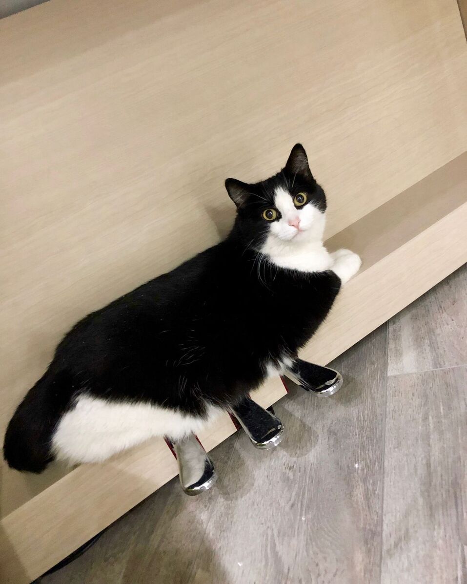 «Если бы кто-то сказал, что у меня будет дома такой зоопарк, я бы не поверил» 24 «Если бы кто-то сказал, что у меня будет дома такой зоопарк, я бы не поверил» 24