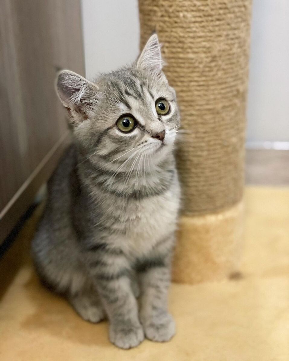 «Если бы кто-то сказал, что у меня будет дома такой зоопарк, я бы не поверил» 25 «Если бы кто-то сказал, что у меня будет дома такой зоопарк, я бы не поверил» 25