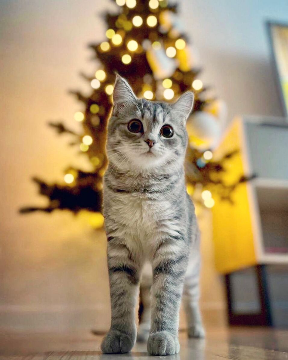 «Если бы кто-то сказал, что у меня будет дома такой зоопарк, я бы не поверил» 26 «Если бы кто-то сказал, что у меня будет дома такой зоопарк, я бы не поверил» 26