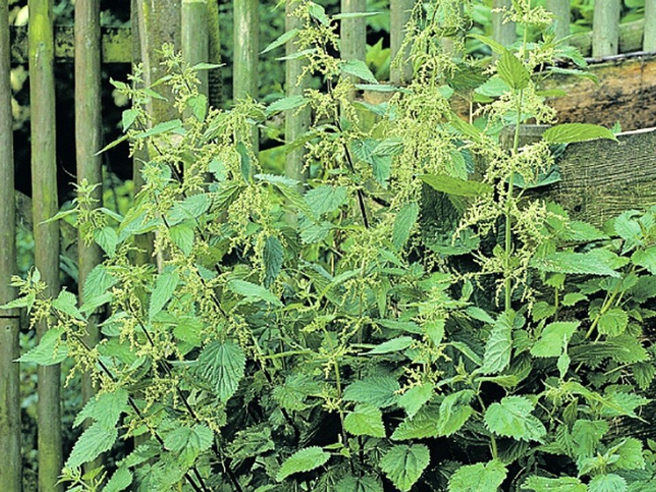 «Сорняки в душе», — экс-мэр считает, что Красноярск зарос травой
1
«Сорняки в душе», — экс-мэр считает, что Красноярск зарос травой
1