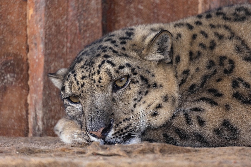 Крыши, музеи и пароходы: куда сходить в Красноярске 27 июля...2 августа 2024 1 Крыши, музеи и пароходы: куда сходить в Красноярске 27 июля...2 августа 2024 1