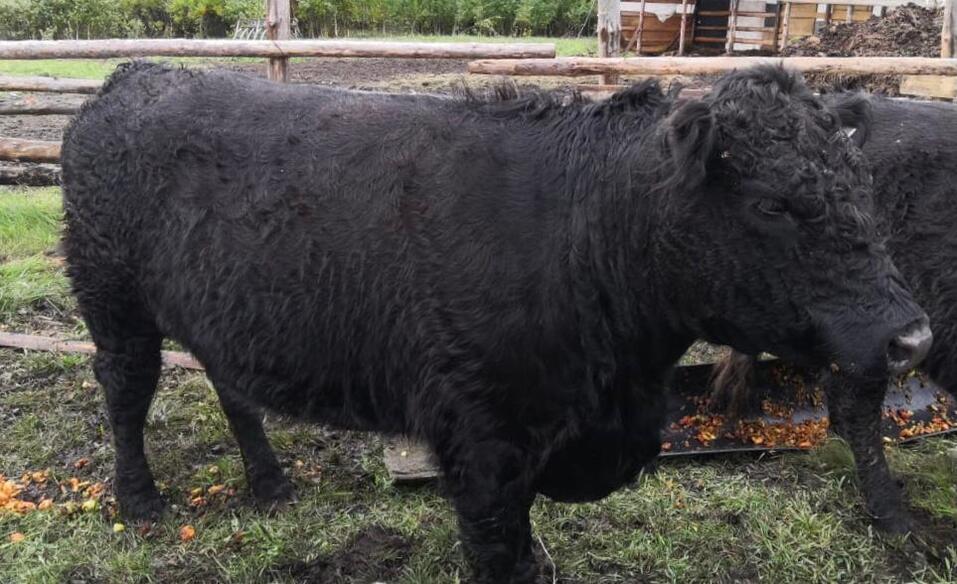 Экологичные продукты и сельский туризм: как экс-директор «Завьялихи» создает экоферму 1 Экологичные продукты и сельский туризм: как экс-директор «Завьялихи» создает экоферму 1