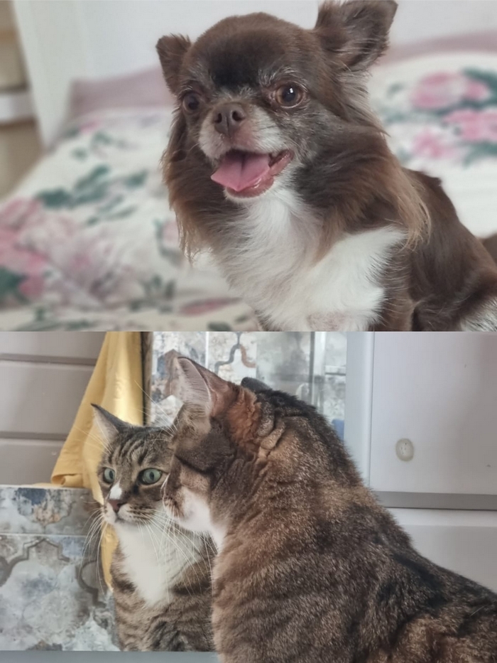 Центры Вселенной и антистрессы — кто покорил сердца новосибирских бизнесменов 5 Центры Вселенной и антистрессы — кто покорил сердца новосибирских бизнесменов 5