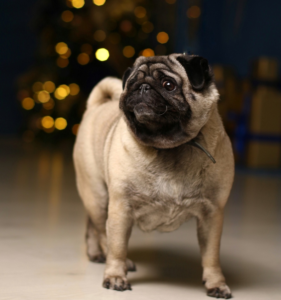 Центры Вселенной и антистрессы — кто покорил сердца новосибирских бизнесменов 23 Центры Вселенной и антистрессы — кто покорил сердца новосибирских бизнесменов 23