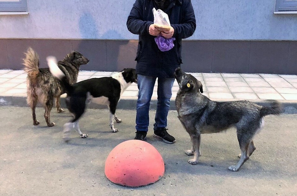 Будет ли в Екатеринбурге приют для собак? Нет! Власти объяснили почему 4 Будет ли в Екатеринбурге приют для собак? Нет! Власти объяснили почему 4