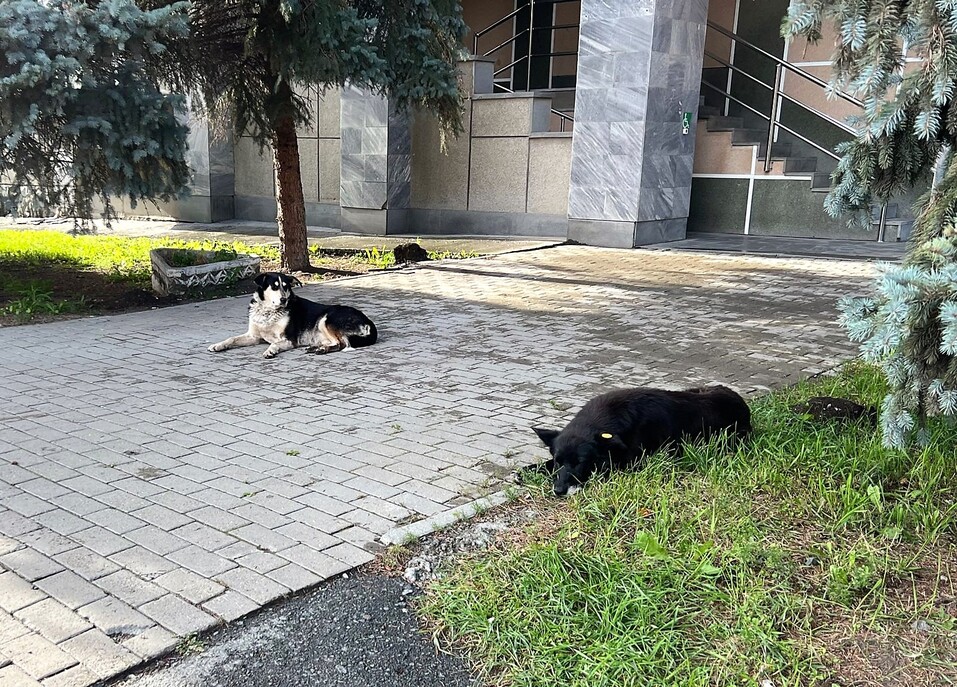 Будет ли в Екатеринбурге приют для собак? Нет! Власти объяснили почему 6 Будет ли в Екатеринбурге приют для собак? Нет! Власти объяснили почему 6