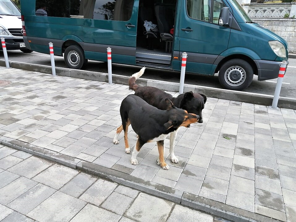 Будет ли в Екатеринбурге приют для собак? Нет! Власти объяснили почему 7 Будет ли в Екатеринбурге приют для собак? Нет! Власти объяснили почему 7
