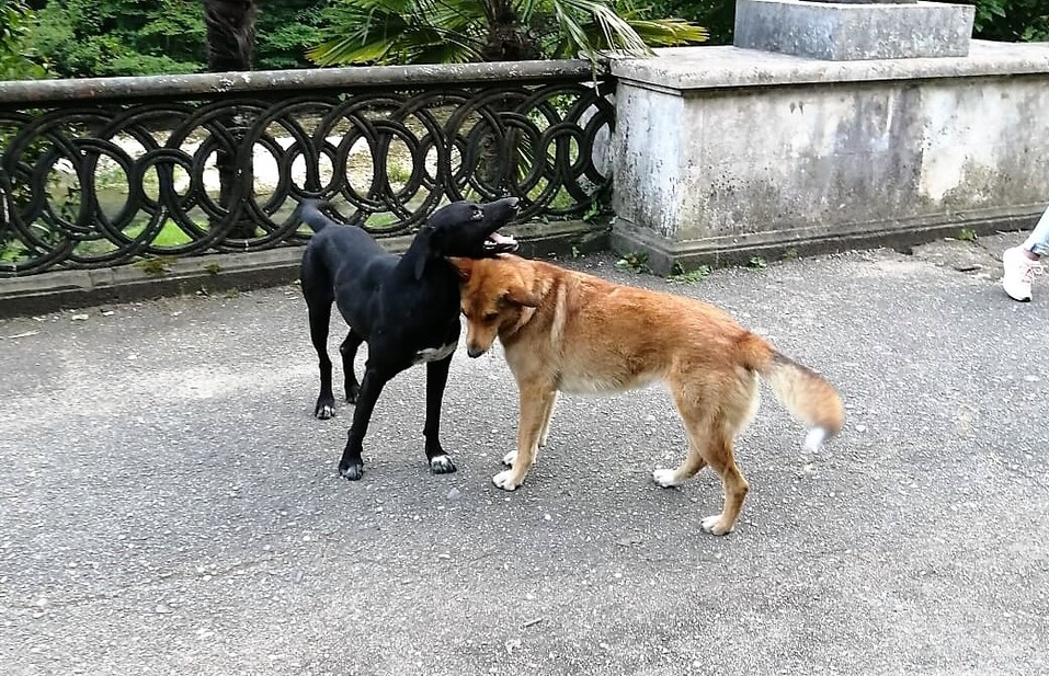 Будет ли в Екатеринбурге приют для собак? Нет! Власти объяснили почему 8 Будет ли в Екатеринбурге приют для собак? Нет! Власти объяснили почему 8