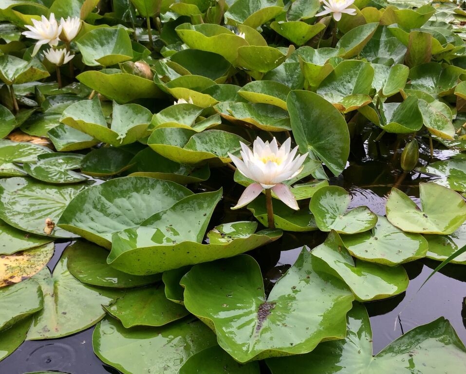 Как побывать на Луне, не прибегая к услугам Илона Маска: рукотворная усадьба на ул. Лунной 9 Как побывать на Луне, не прибегая к услугам Илона Маска: рукотворная усадьба на ул. Лунной 9