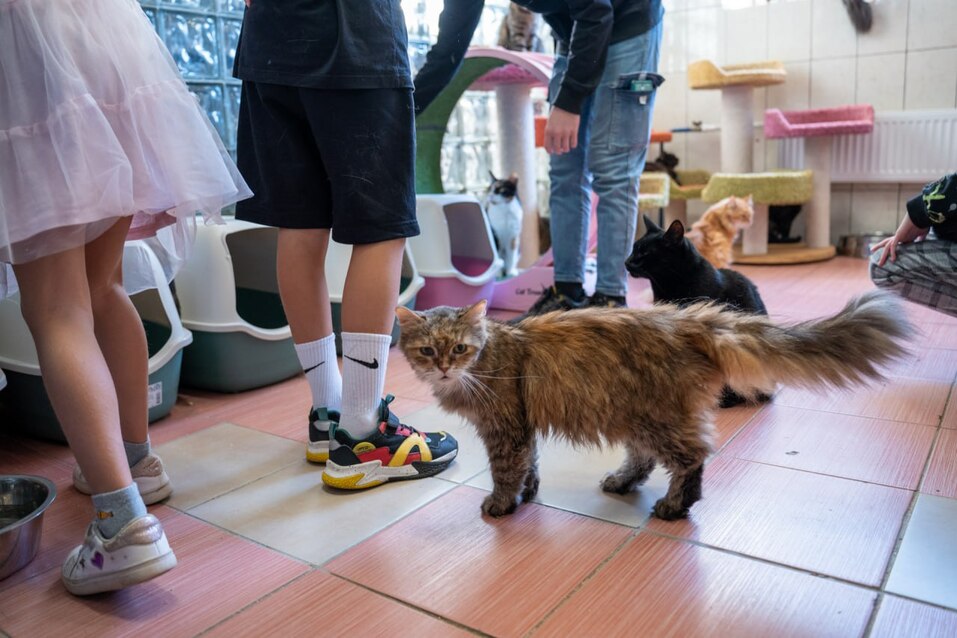Петербуржцы с охотой помогают бездомным животным в приютах 1 Петербуржцы с охотой помогают бездомным животным в приютах 1