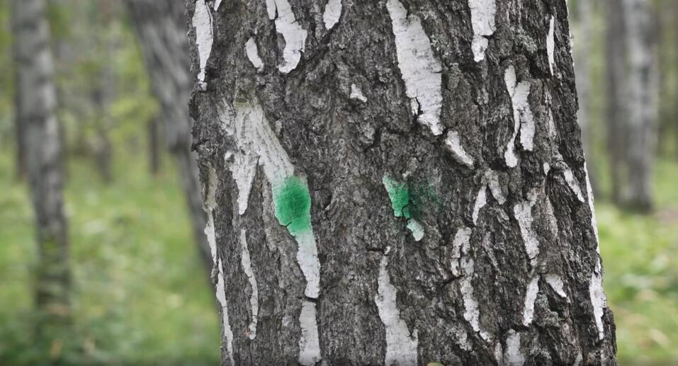 Нерезиновый Екатеринбург. Мэрия запретит безудержное уплотнение ряда районов: ЛОКАЦИИ 5 Нерезиновый Екатеринбург. Мэрия запретит безудержное уплотнение ряда районов: ЛОКАЦИИ 5