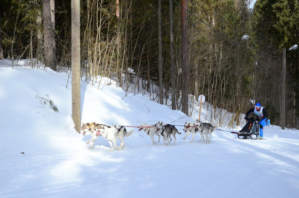 Ездовой спорт — романтика Севера? Не только, в Екатеринбурге им увлечены тысячи людей 7 Ездовой спорт — романтика Севера? Не только, в Екатеринбурге им увлечены тысячи людей 7