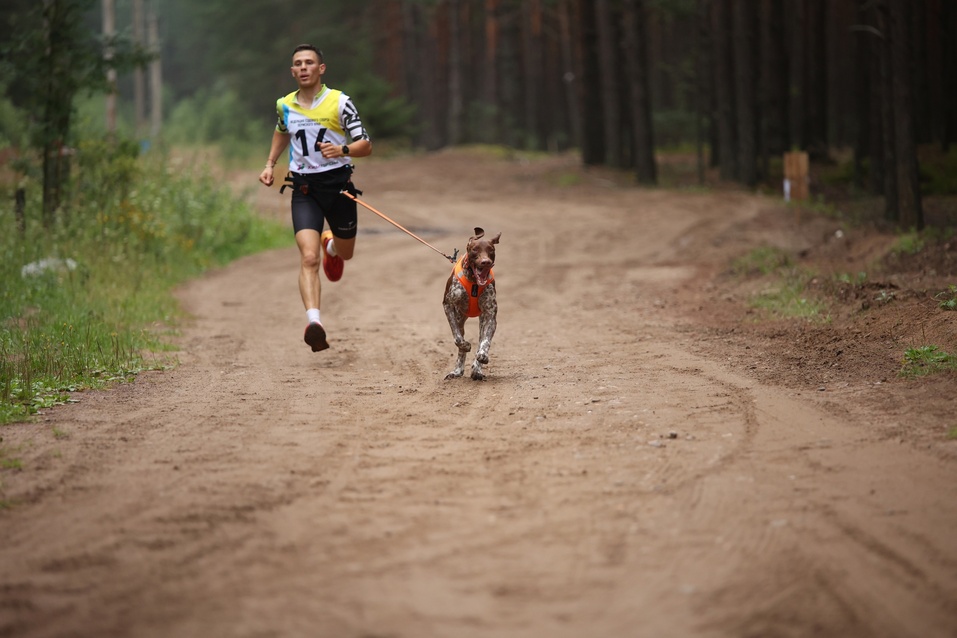 Ездовой спорт — романтика Севера? Не только, в Екатеринбурге им увлечены тысячи людей 5 Ездовой спорт — романтика Севера? Не только, в Екатеринбурге им увлечены тысячи людей 5