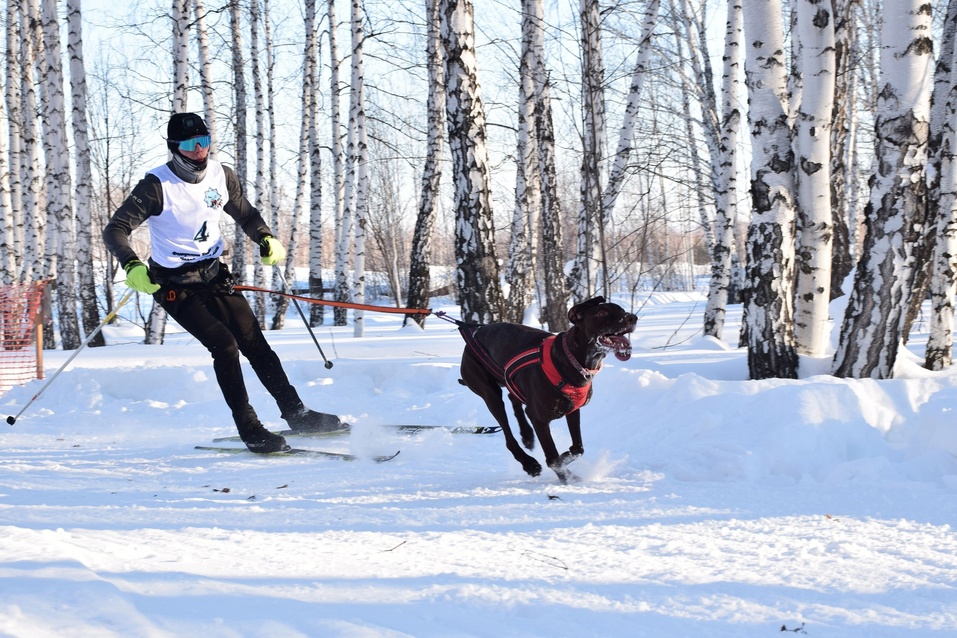 Ездовой спорт — романтика Севера? Не только, в Екатеринбурге им увлечены тысячи людей 3 Ездовой спорт — романтика Севера? Не только, в Екатеринбурге им увлечены тысячи людей 3