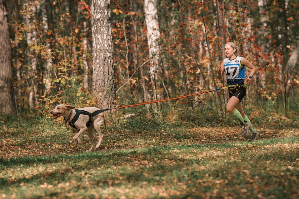 Ездовой спорт — романтика Севера? Не только, в Екатеринбурге им увлечены тысячи людей 2 Ездовой спорт — романтика Севера? Не только, в Екатеринбурге им увлечены тысячи людей 2