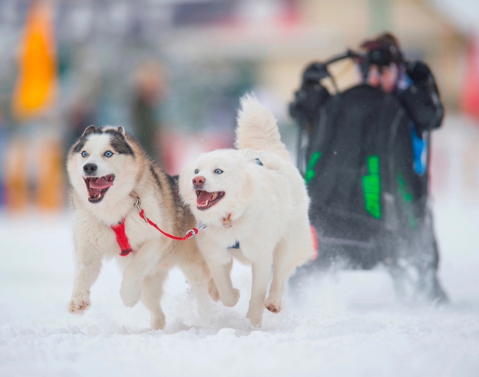 Ездовой спорт — романтика Севера? Не только, в Екатеринбурге им увлечены тысячи людей 4 Ездовой спорт — романтика Севера? Не только, в Екатеринбурге им увлечены тысячи людей 4