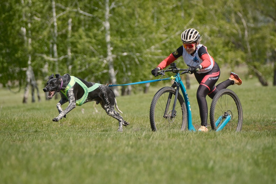 Ездовой спорт — романтика Севера? Не только, в Екатеринбурге им увлечены тысячи людей 6 Ездовой спорт — романтика Севера? Не только, в Екатеринбурге им увлечены тысячи людей 6