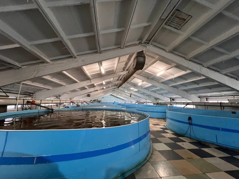 Рыбный деликатес челябинского производства 1 Рыбный деликатес челябинского производства 1